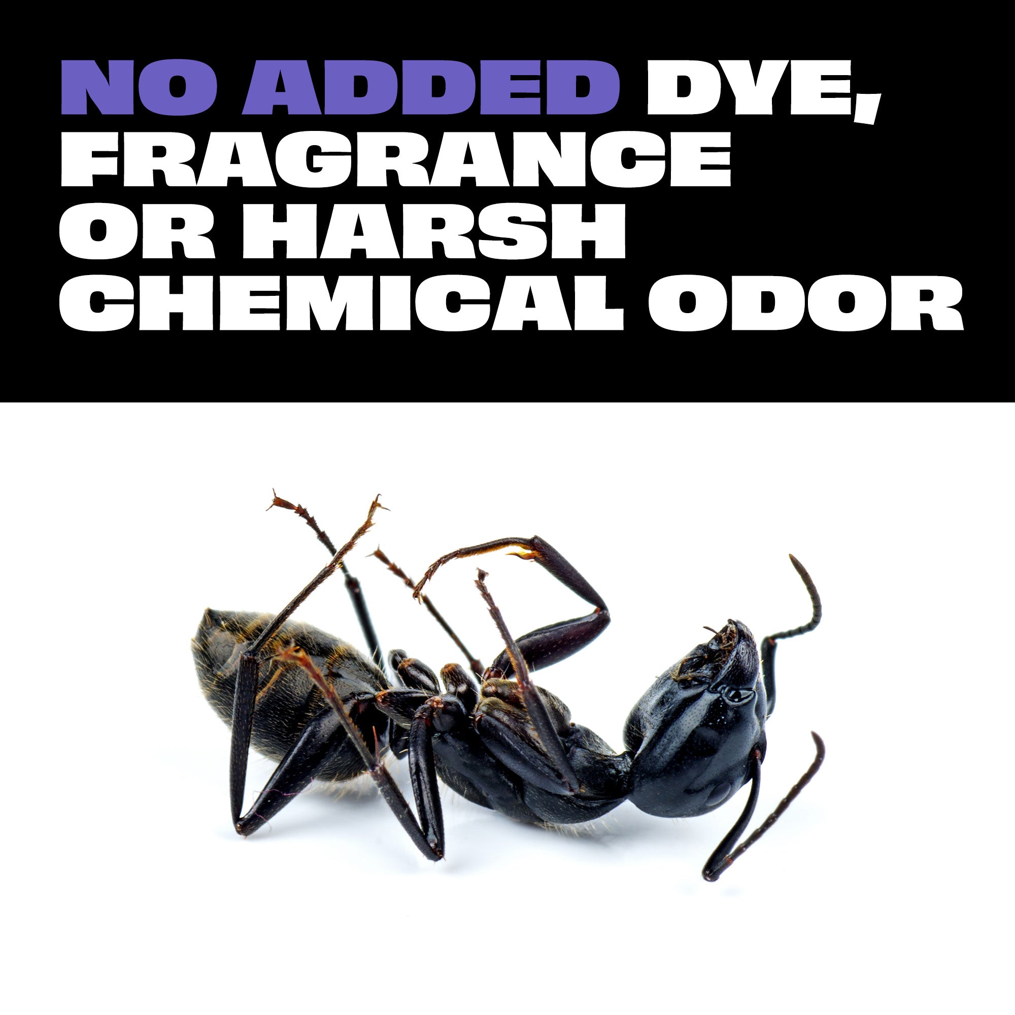 insecticidal soap kill ants STEM Ants Roaches & Spiders Killer Spray 10 oz