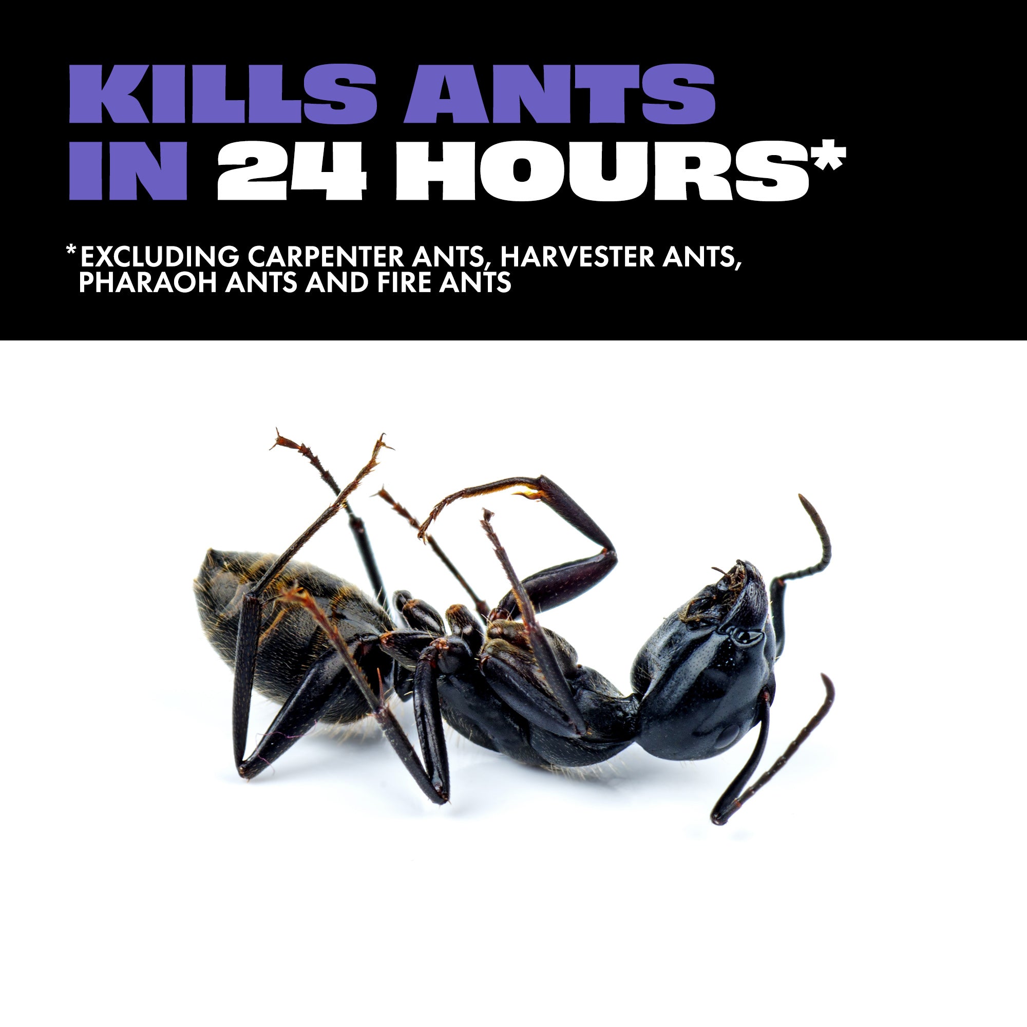 Ant Liquid Inject Liquid Ant Bait – STEM for bugs