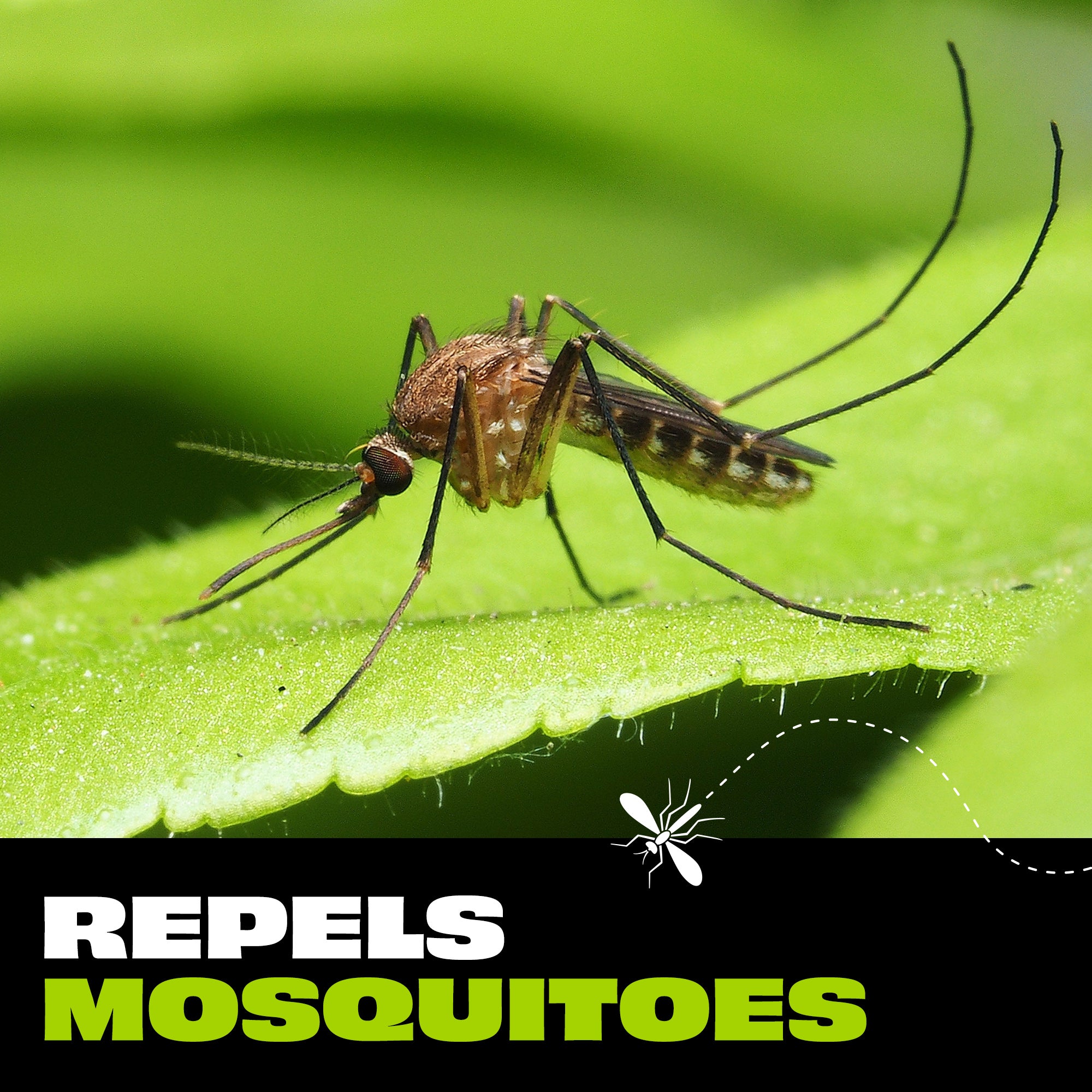 Insect Repellent Spray with Essential Oil