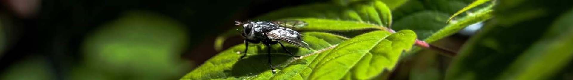 A category header image of a fly sitting on a leaf