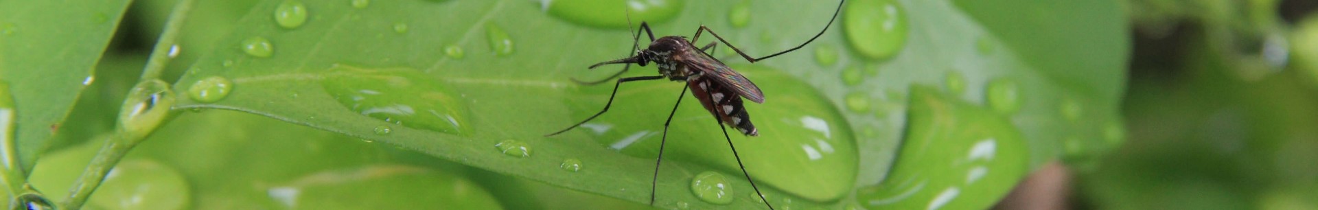 A category header image of a mosquito on a blade of grass