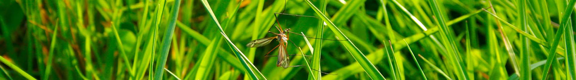 A category header image of a mosquito on a blade of grass
